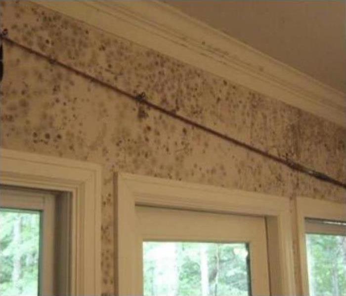 Wall inside a home covered with black spots